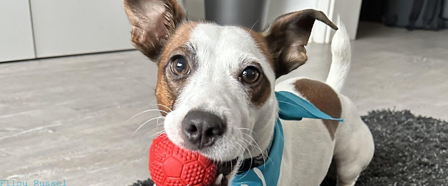Filou - Jackrussel